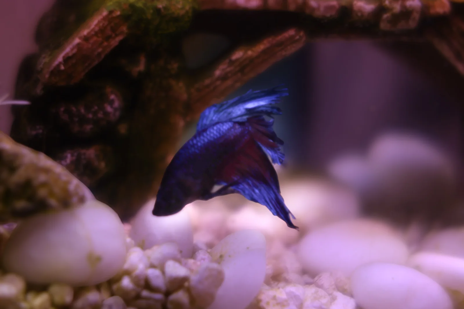 A calming aquarium detail at Pamper Valley Spa